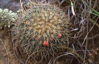 Mammillaria_discolor_GM_768.jpg